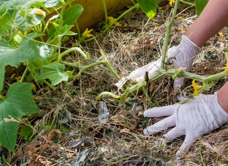 Ściółkowanie ogórków zapobiega nadmiernemu nagrzewaniu się gleby oraz jej wysychaniu