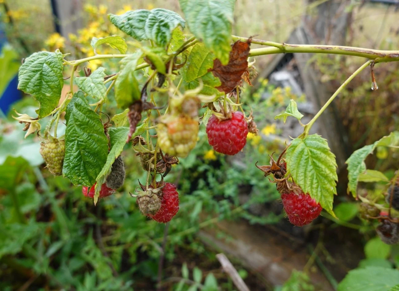Słaby wzrost malin może być spowodowany antraknozą malin