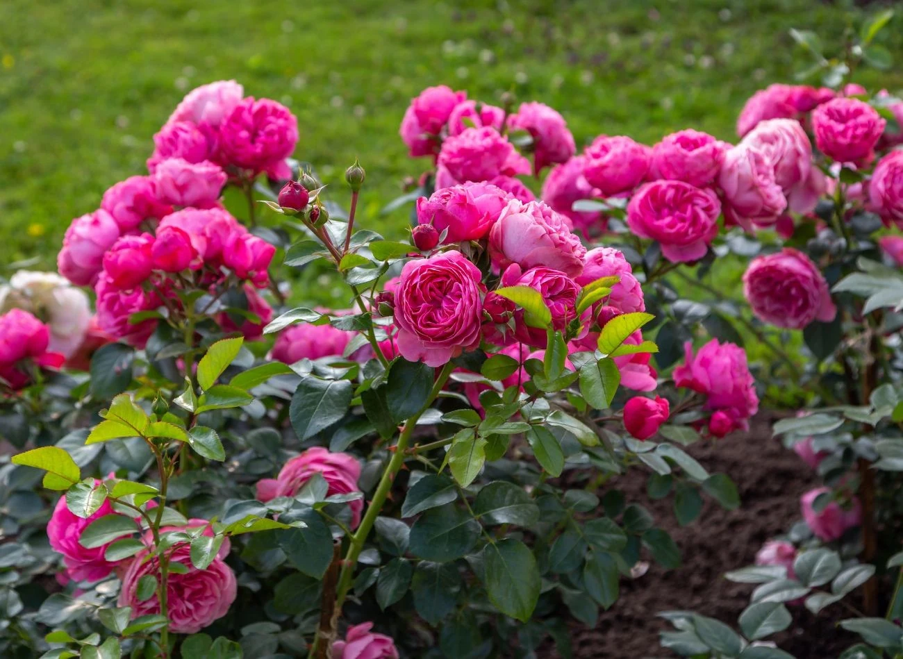 Róże kanadyjskie można sadzić na rabatach, niektóre odmiany świetnie sprawdza się jako zywopłot