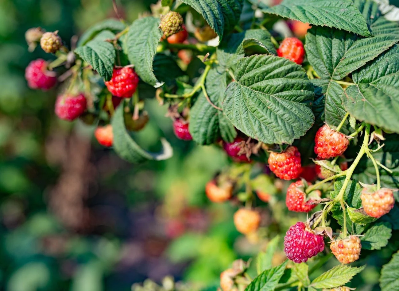 Wzrost malin stymuluje regularne podlewanie, nawożenie oraz przycinanie