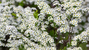 Tawuła szara, inaczej norweska, to oryginalny krzew, który zasługuje na szczególne miejsce w ogrodzie.