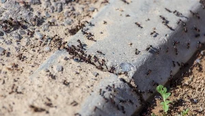 Masz już dość mrówek w domu i ogrodzie? Przygotuj domową mieszankę, a znikną, jak ręką odjął.