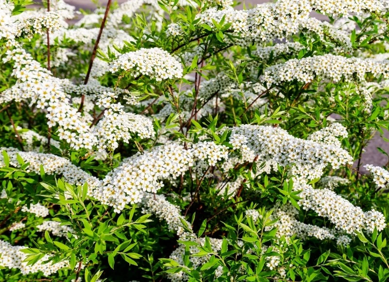 Tawułę szarą można sadzić zarówno pojedynczo, jak i w formie żywopłotu
