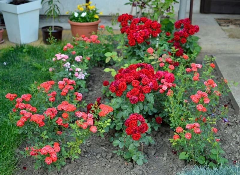 Starsze krzewy, młode sadzonki oraz róże przeniesione z innego miejsca potrzebują dodatkowego wsparcia w formie łatwo przyswajalnej, naturalnej odż...