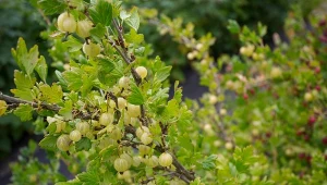 Gąsienice na agreście, brzęczak, piłecznica i zwójka, sieją spustoszenie nawet w ciągu doby. Musisz je zwalczać, gdy tylko zauważysz choć jednego osobnika.