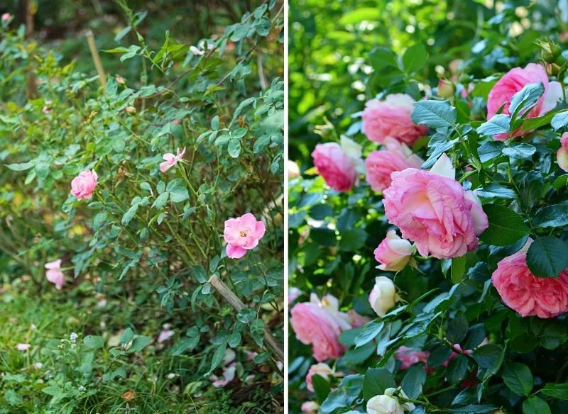 Dla poprawy kwitnienia wystarczy czasami dobrze dobrana, naturalna odżywka