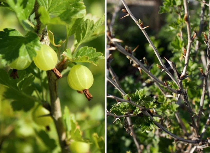 Dojrzały agrest to prawdziwy przysmak, a niektóre szkodniki nie tylko wysysają soki z pąków czy jedzą liście, niszczą też owoce, przez co zbiory dr...