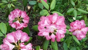 Jak rozmnożyć rododendrona? Wybór odpowiedniego krzewu jest kluczowy./Deccoria.pl