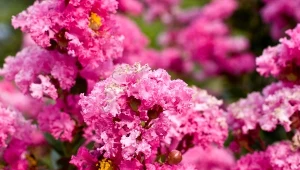 Wizytówką lagerstroemii indyjskiej są ogromne, groniaste kwiat, które utrzymują się na drzewie nawet cztery miesiące.  ivstiv