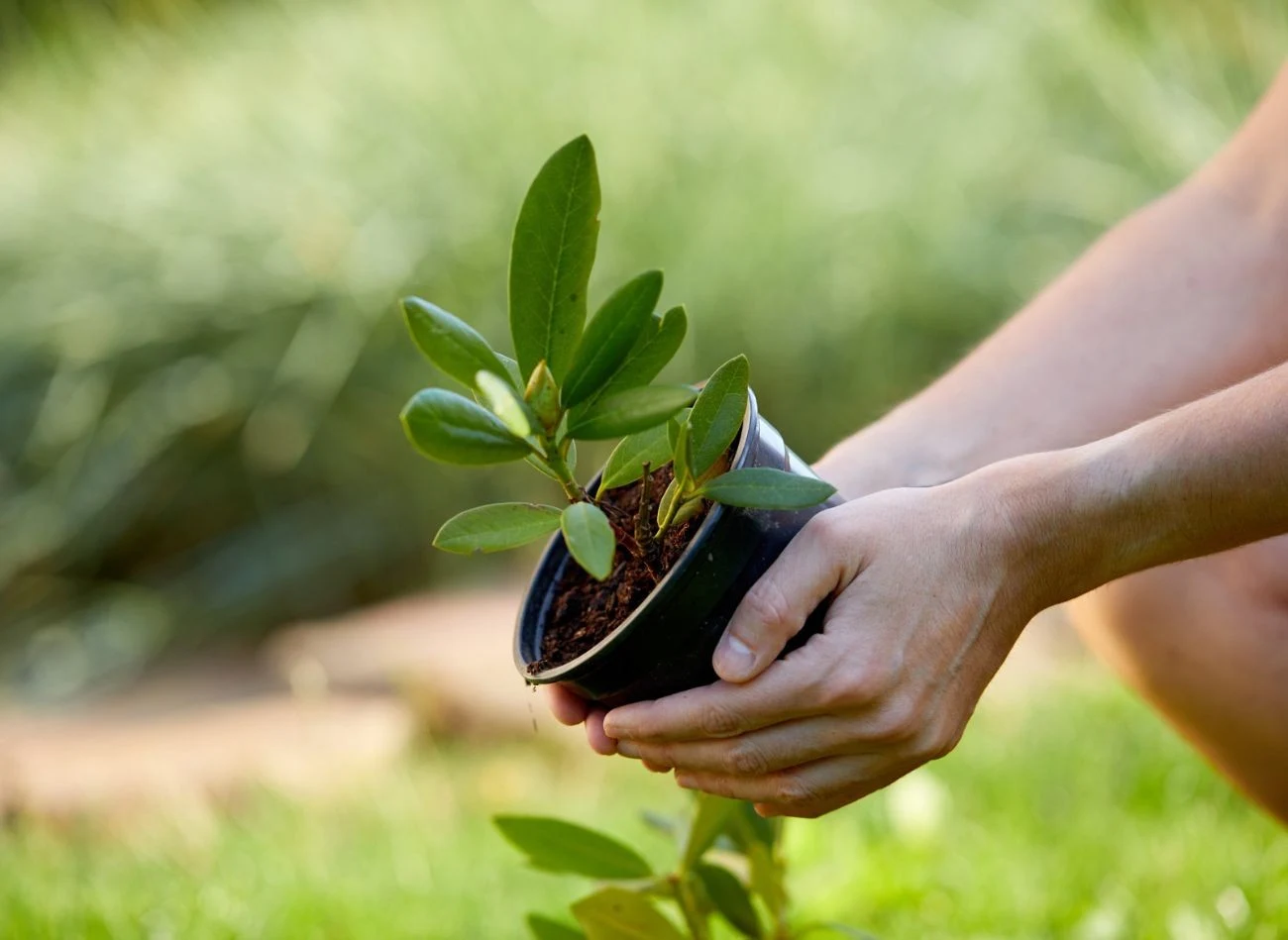 Do rozmnożenia należy wybrać młode, elastyczne pędy rododendrona, które dobrze się ukorzenią