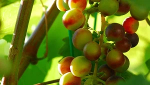 Winorośl jest często atakowana przez groźne roztocze, które potrafi poczynić ogromne szkody w uprawie./Deccoria.pl