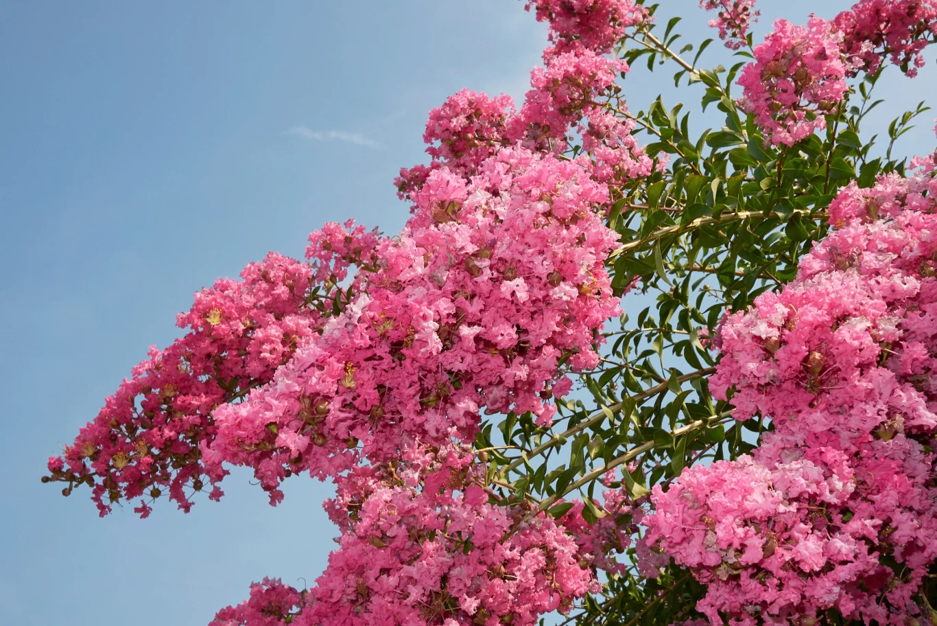 Kwiaty lagerstroemii są bardzo okazałe i jest ich mnóstwo