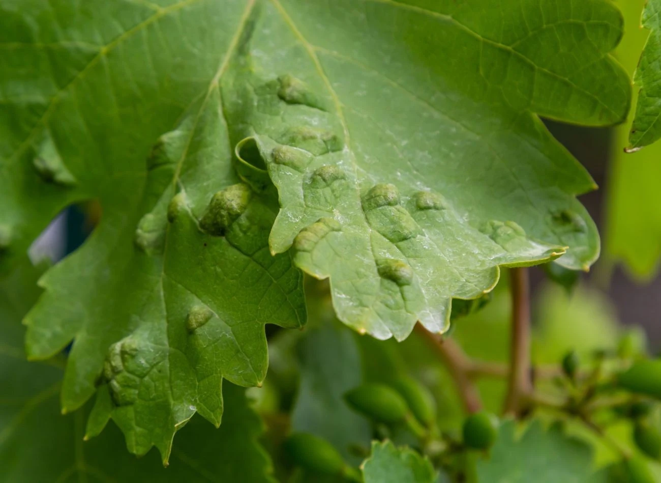 Zwalczanie piliśniowca winoroślowego jest dużym wzywaniem