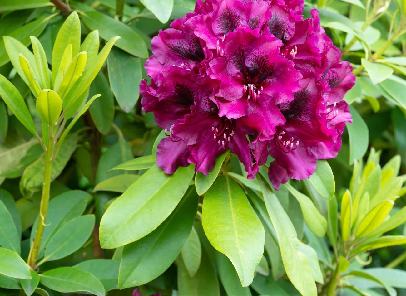 Rozmnożenie rododendrona to darmowy sposób na powiększenie liczby krzewów w ogrodzie