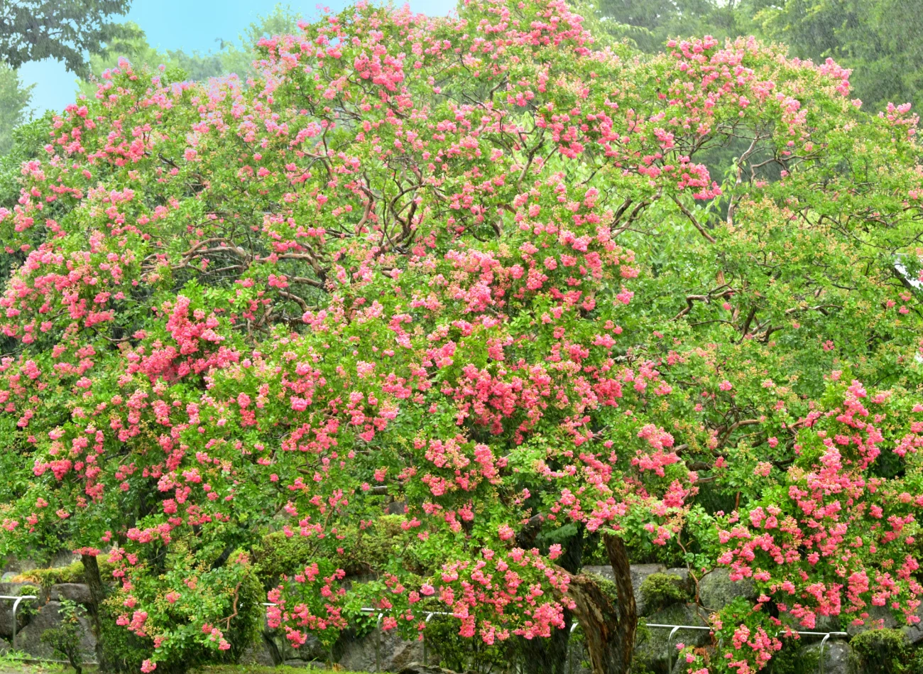 Lagerstroemia rosnąca w naturalnym środowisku w Azji osiąga do 8 m wysokości