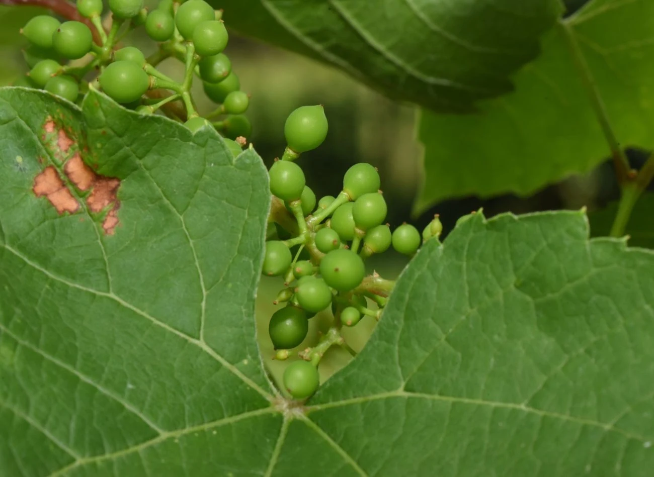 W amatorskiej uprawie zaleca się ręczne usuwanie zaatakowanych przez szkodnika liści