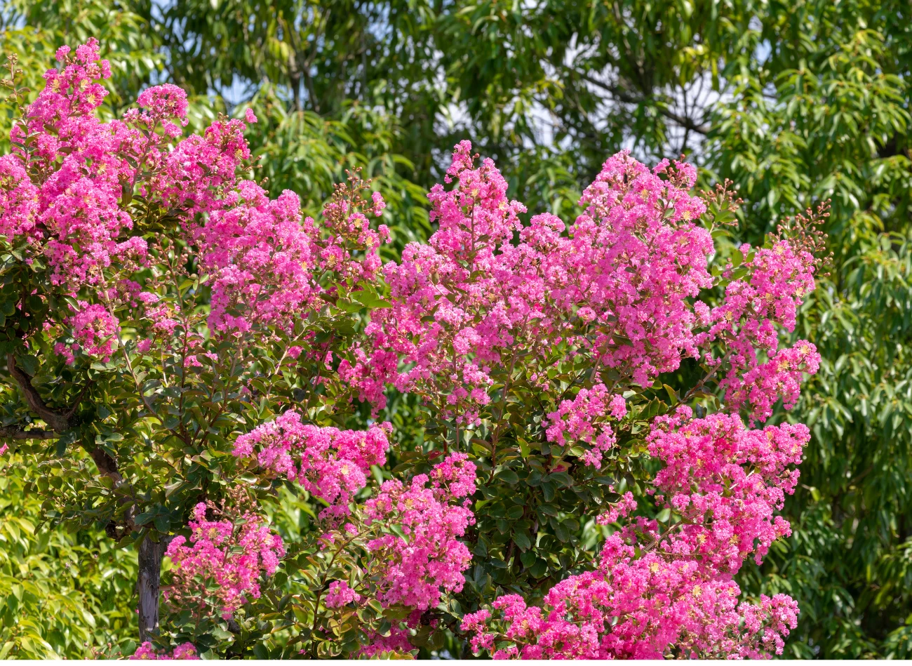 Wiosenne przycięcie pędów pobudzi drzewo do kwitnienia