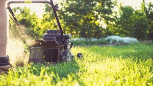 Dla zdrowego wyglądu zieleni wokół domu duże znaczenie ma wiedza, o jakiej porze dnia kosić trawę. Aby murawa wypiękniała pilnuj też regularności.