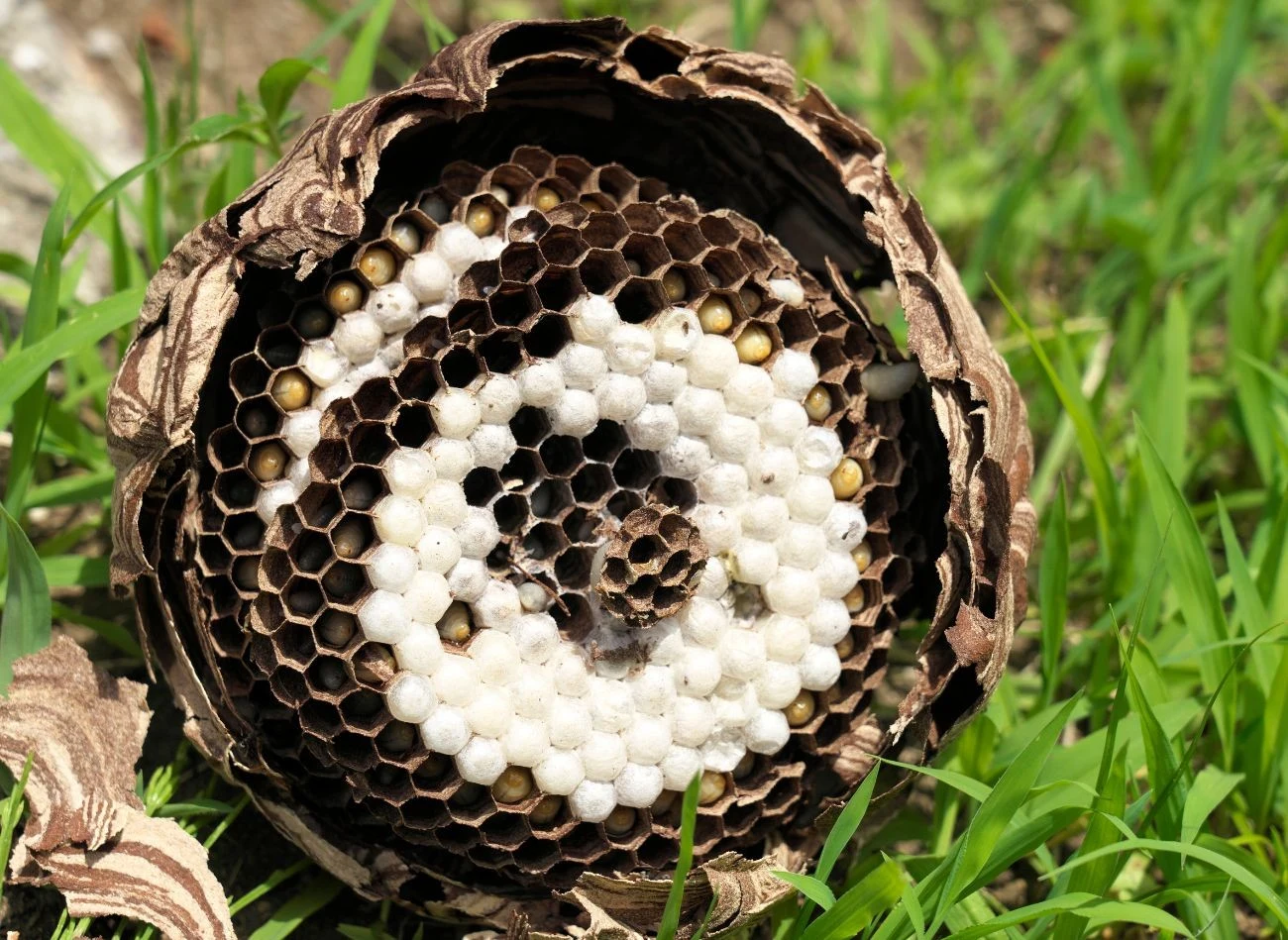 S zerszenie azjatyckie zakładają gniazda na wysokie drzewach, strychach czy w zaroślach