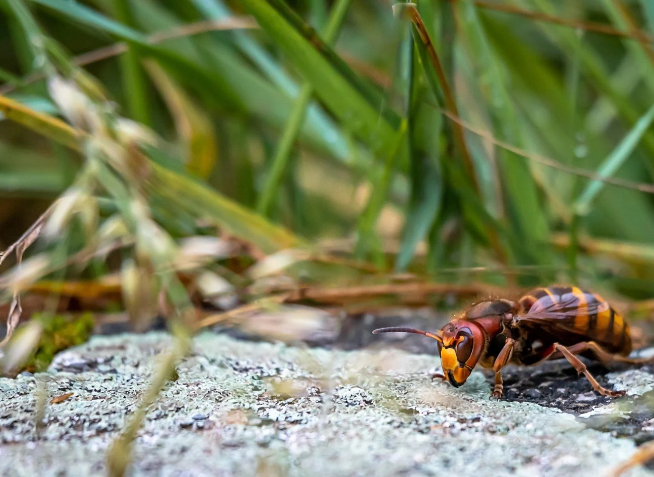 Po użądleniu przez szerszenia azjatyckiego występują poważniejsze objawy - silny obrzęk, trudności w oddychaniu czy zawroty głowy