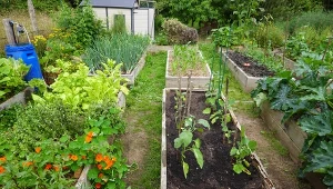 Latem ogród mogą zaatakować rozmaite choroby i szkodniki.