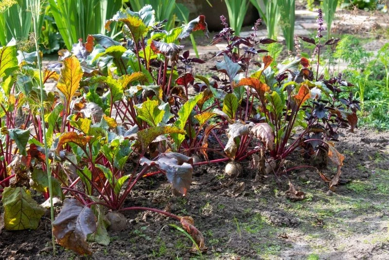 Jak ochronić letni ogród przed chorobami i szkodnikami