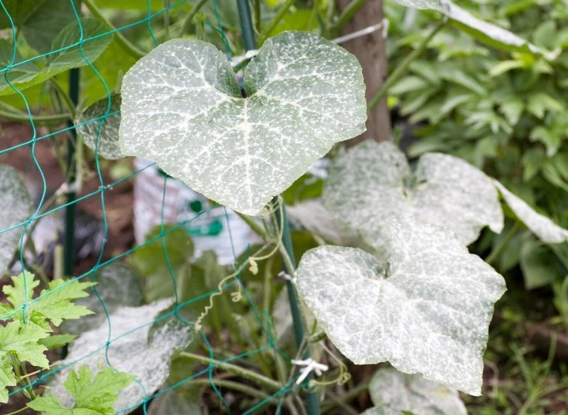 Mączniaka na roślinach rozpoznamy bez trudu