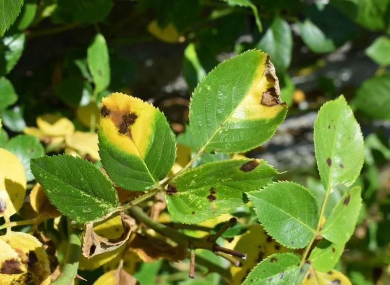 Czarna plamistość liści dotyka głównie róże