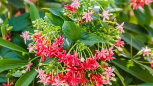 Jednym z krzewów szybko rosnących idealnych na żywopłot jest wiciokrzew Henry'ego. For. Amnach Kinchokawat