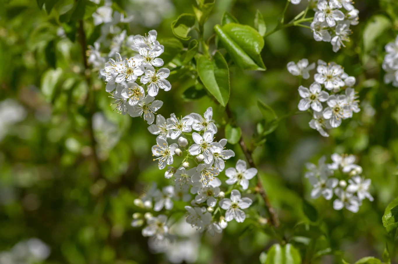 Wiśnia wonna antypka to ozdobny gatunek wiśni, krzew pochodzący z Azji oraz Europy południowo-wschodniej