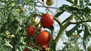 Poznaj najczęstsze problemy z liśćmi pomidorów. Dlaczego się zwijają, żółkną i mają plamy?