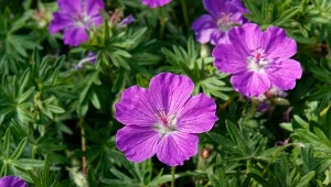 Jeśli tak, jak ja uwielbiasz drobne kwiatki wyglądające z żywo zielonej gęstwiny efektownych listków, sprawdź co zrobić, żeby bodziszek kwitł jak najdłużej.