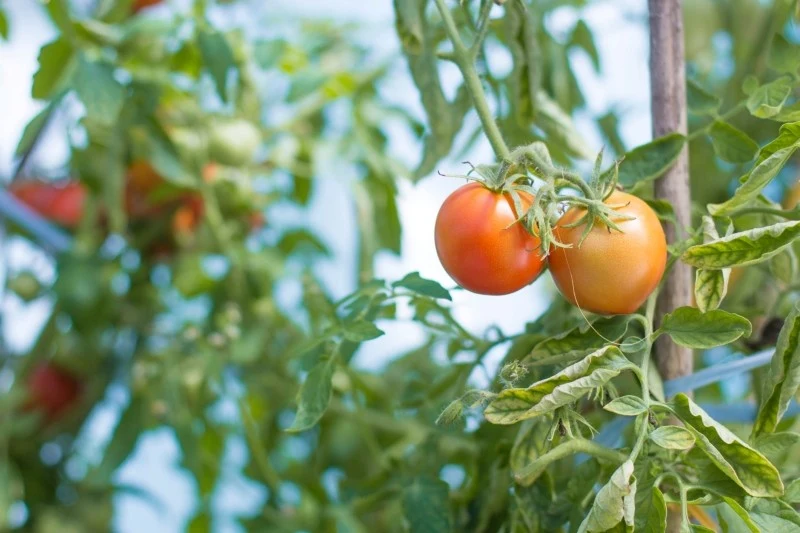 Zwijanie liści pomidorów może mieć różne przyczyny
