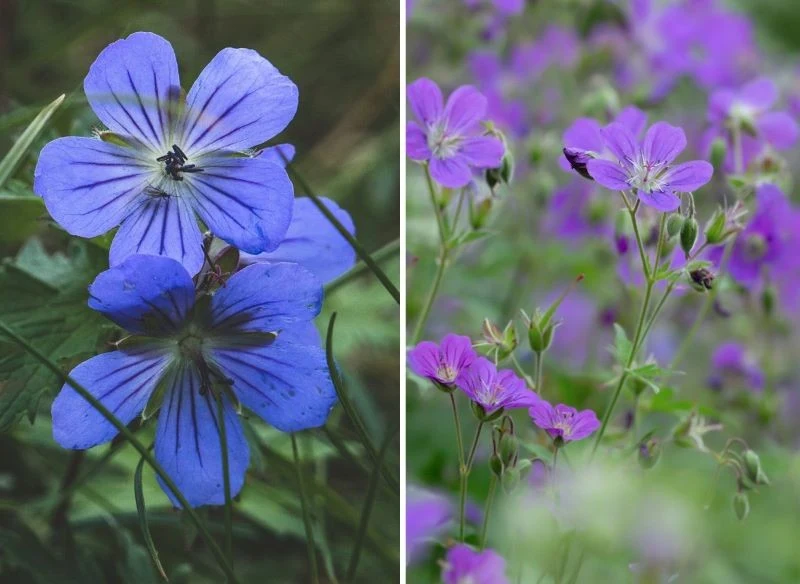 W zależności od preferencji kolorystycznych możesz obsadzić ogród bodziszkiem w odcieniach fioletu, różu, bieli, a nawet efektownego chabru
