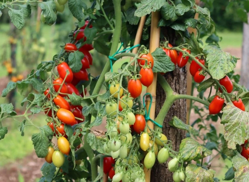 Plamy na liściach pomidorów mogą pojawiać się zarówno z powodu niewłaściwej pielęgnacji, jak i chorób