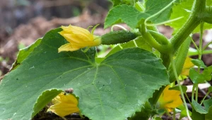 Czym ściółkować ogórki i po co to robić? Najlepsze ściółki do ogórków gruntowych