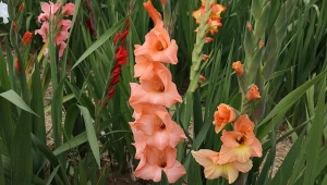 Mieczyki przewracają się pod ciężarem kwiatów? Zobacz, jak sobie z tym radzę