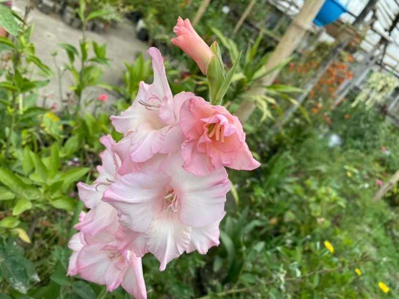 Pędy mieczyków mogą sięgać nawet metra wysokości, w wyniku czego często przewracają się