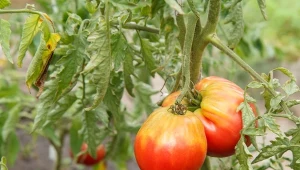 Choroby grzybowe pomidorów to poważne zagrożenie dla uprawy. Jak im zapobiegać?