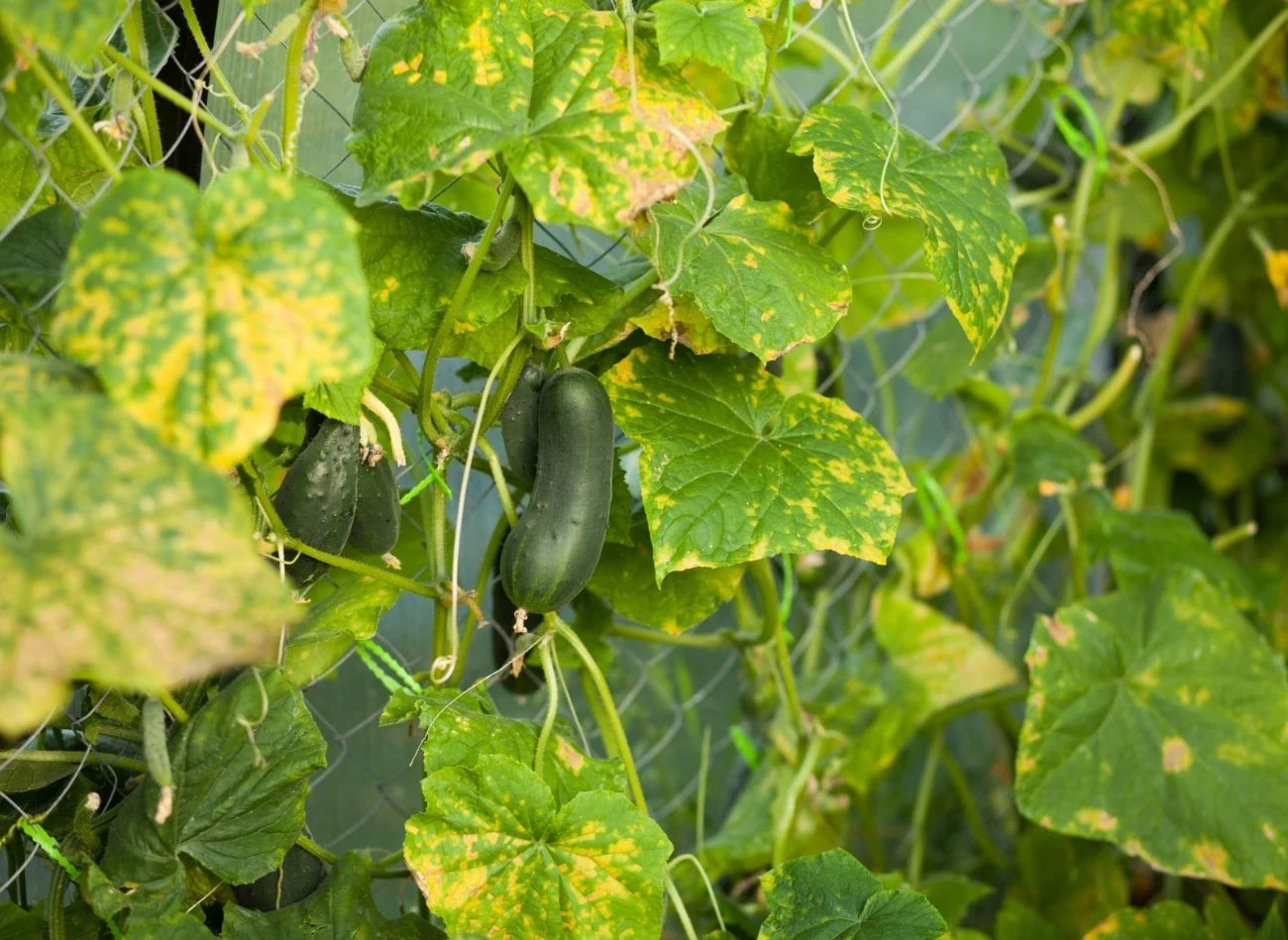 Aby zapobiegać chorobom grzybowym ogórków, warto stosować naturalne nawozy i gnojówki