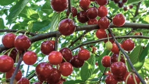 Zastanawiasz się, dlaczego czereśnie pękają? Gdy jest sucho, a upał przerywają tylko chwilowo ulewne deszcze warunki szczególnie temu sprzyjają. Fot.