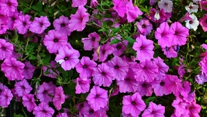 Sprawdź, co zrobić, żeby petunie obficie kwitły.
