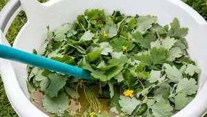 Glistnik, szerzej znany jako jaskółcze ziele, z powodzeniem sprawdzi się też w ogrodzie jako nawóz i środek owadobójczy.