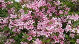 W czerwcu lub lipcu trzeba wykonać cięcie krzewuszki. Jak to zrobić?