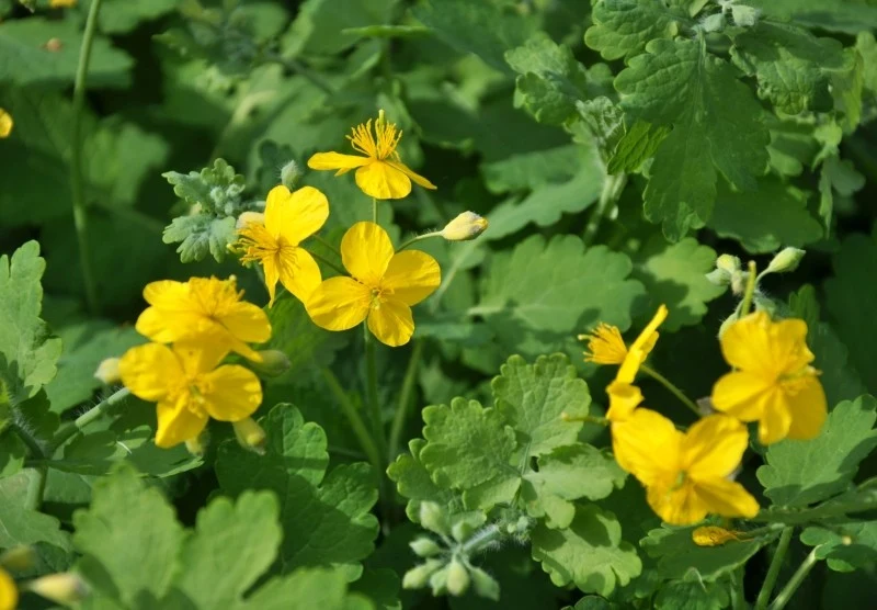 Glistnik jest rośliną stosowaną w leczeniu kurzajek, ale również zwalcza szkodniki i bakterie w ogrodzie