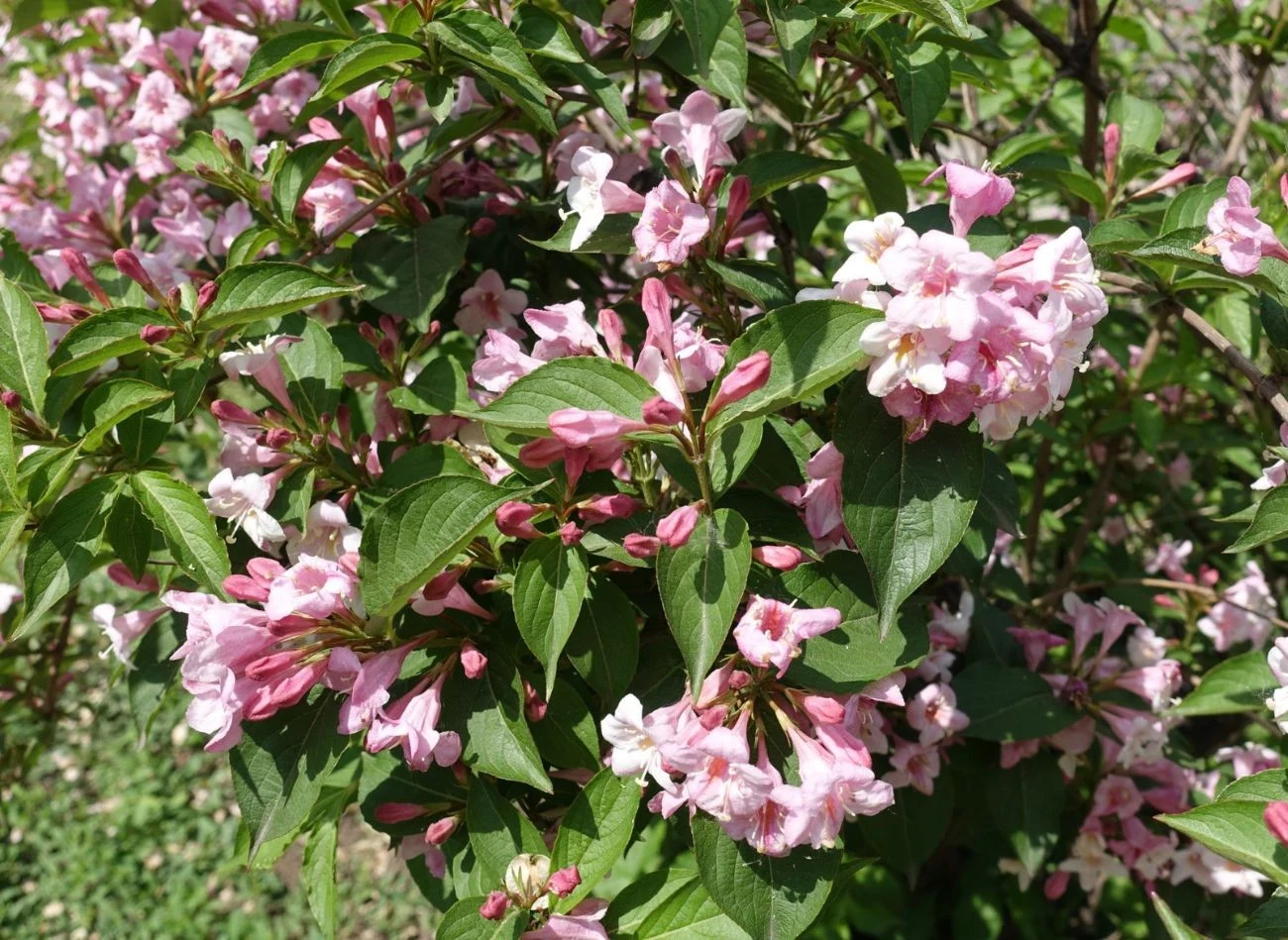 Przekwitające kwiaty krzewuszki to znak, że krzew jest gotowy do przycięcia