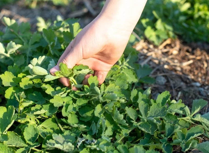Nawóz z glistnika ziele zawiera wiele cennych substancji, które wykazują pozytywny wpływ na rośliny