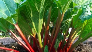 Dobre odmiany rabarbaru potrafią rosnąć wiele lat, nie tracąc swojego rewelacyjnego smaku. Wystarczy, że odpowiednio zadbamy o ich uprawę.