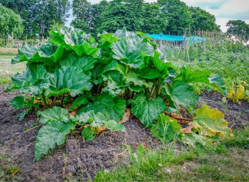 Liście rabarbaru, mając na grządce dość miejsca, potrafią rosnąć naprawdę olbrzymie