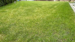 Sprawdź, jak rozpoznać i zwalczać najczęstsze choroby trawnika./Deccoria.pl